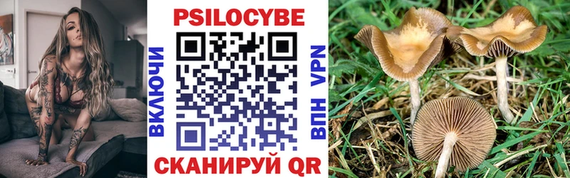 Галлюциногенные грибы Psilocybe  kraken   Могоча 